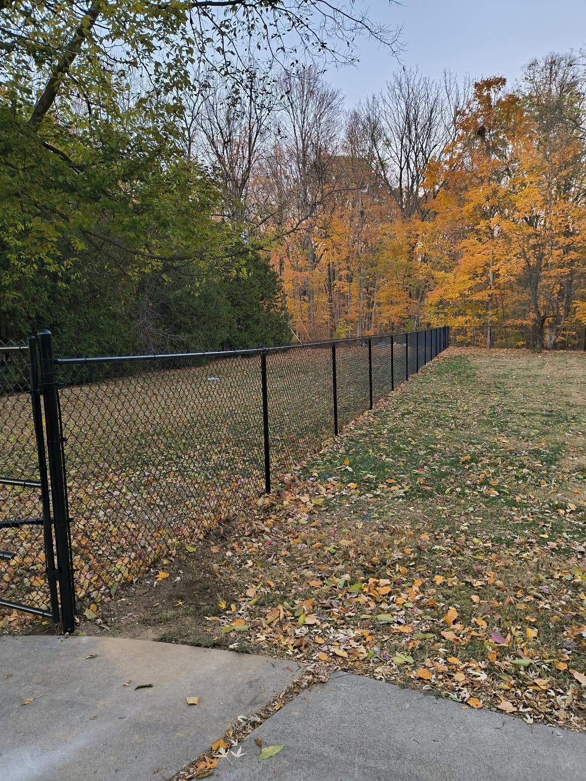 Chain-link mesh borders a wooded yard covered with autumn leaves.