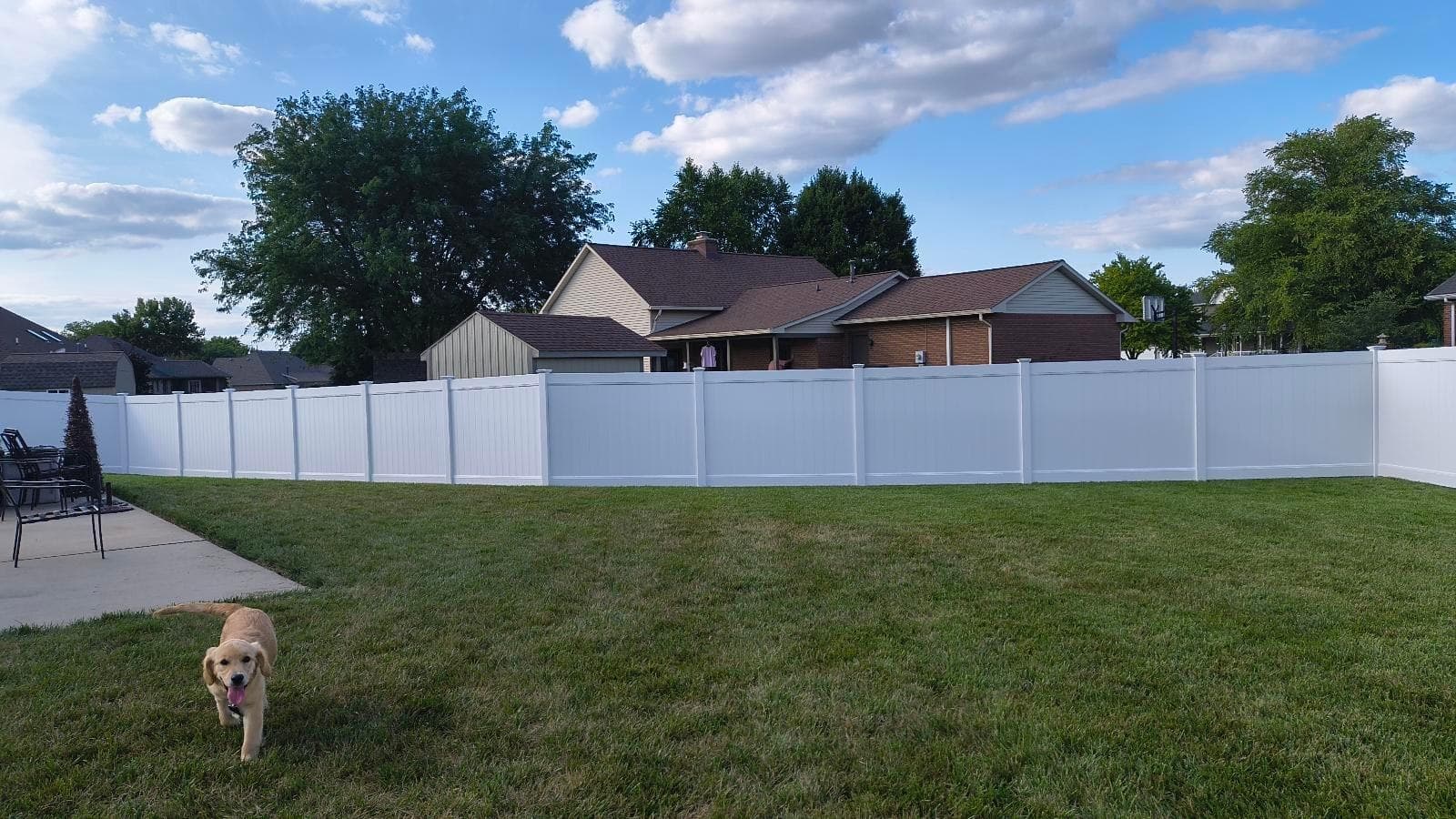 A dog stands on the lawn in front of a white privacy fence.